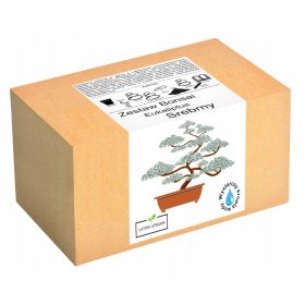  Set za uzgoj bonsaj stabla srebrnog eukaliptusa