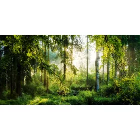 Zidna slika ŠUMSKO DRVEĆE SUNCE 294x260 P02 F