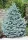 SJEDNICA SREBRNOG BORA PICEA PUNGENS KAIBAB SADNICA P9 25-30 cm