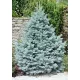 SJEDNICA SREBRNOG BORA PICEA PUNGENS KAIBAB SADNICA P9 25-30 cm