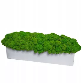 Chrobotek ukrasna mahovina u saksiji 30cm POKLON