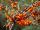  P9 MORSKA KUJA HIPPOPHAE RHAMNOIDES 20-30 C
