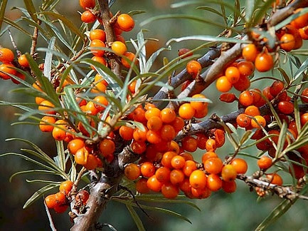  P9 MORSKA KUJA HIPPOPHAE RHAMNOIDES 20-30 C