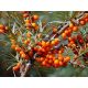  P9 MORSKA KUJA HIPPOPHAE RHAMNOIDES 20-30 C