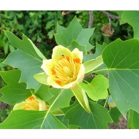 Magnolije i tulipani u posudi od 0,5-1l, 10-20 cm