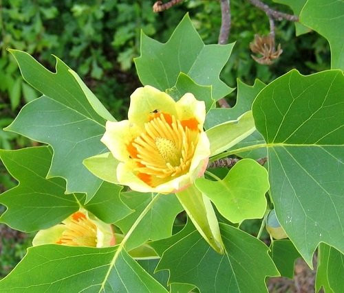 Magnolije i tulipani u posudi od 0,5-1l, 10-20 cm