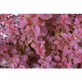 Berberis Thunberga Coronita u posudi od 2-3 litre, 10-20 cm