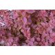 Berberis Thunberga Coronita u posudi od 2-3 litre, 10-20 cm