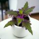 Purple Ginura Gynura Aurantiaca Ljubičasta D6cm ŠUMA U TEGLI