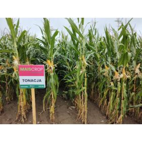 Kvalitetno sjeme kukuruza za silažu FAO tonaliteta 220-230