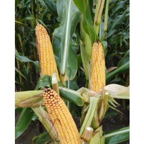 Kosmal FAO 260 sjeme kukuruza za silažu