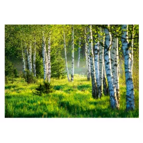 Foto tapeta ŠUMA BREZE 3D Birch Trees 312x219
