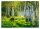Foto tapeta ŠUMA BREZE 3D Birch Trees 312x219