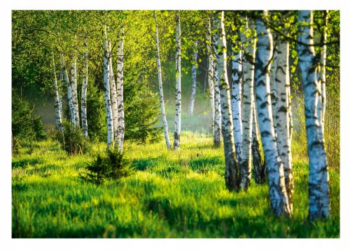 Foto tapeta ŠUMA BREZE 3D Birch Trees 312x219