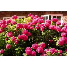 HORTENZIJA BUKETNA WIM'S RED 2-3l | 25-30 cm