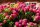 HORTENZIJA BUKETNA WIM'S RED 2-3l | 25-30 cm