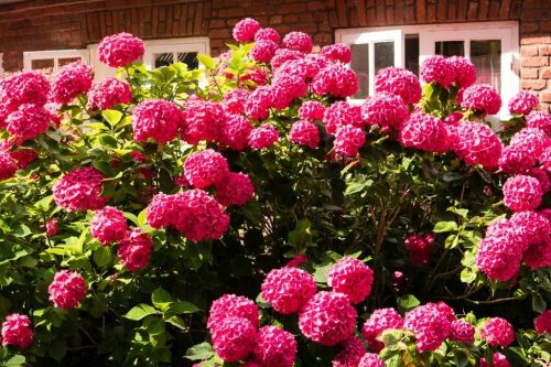HORTENZIJA BUKETNA WIM'S RED 2-3l | 25-30 cm