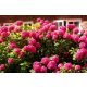 HORTENZIJA BUKETNA WIM'S RED 2-3l | 25-30 cm
