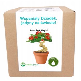  Poklon BONSAI afrički plamen za Djedov dan