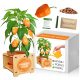 ILI HABANERO ZLATNA PAPRIKA - KOMPLET ZA SADNJU