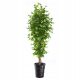 Umjetno drvce Flowers Smokva 170 cm