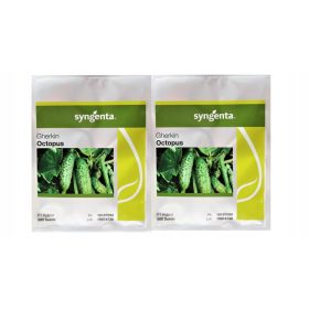 Ogórek Octopus 1000 sjemenki