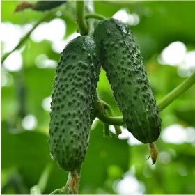 Krastavac MIRABELLE F1 250 sjemenki