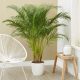 Palma Areca - Dypsis lutescens - VELIKA PALA