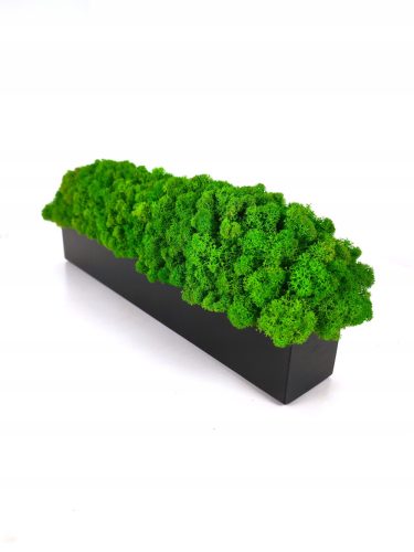 ŽIVA UKRASNA MAHOVINA NA SAKDIJI OD 40 CM