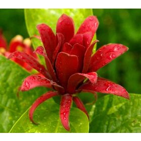 Mirisni kielichowiec otporan na mraz