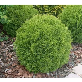 THUJA KUGLASTA DANICA - Gusta kugla u posudi za cvijeće