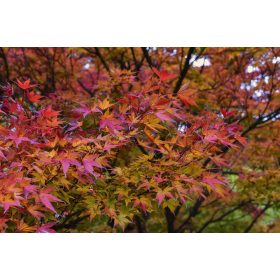 KOLORNI JAVOR ZA DEKORACIJU VRTA