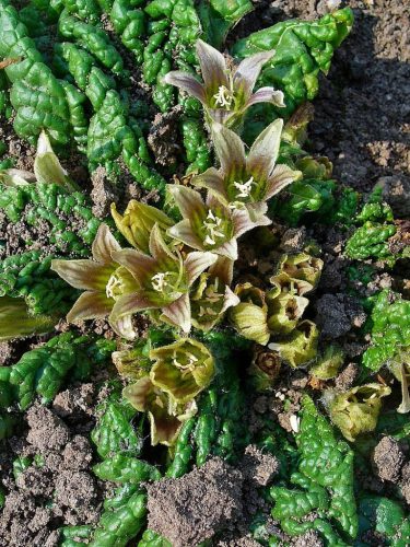 Mandragora čarobna, ljekovita biljka s psihodeličnim svojstvima