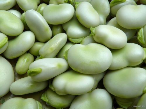 Grah 1000 GRAM 1 KG Sjemenke bijelog graha BACHA 1KG