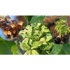 Hortenzija Buket Shikoku Flash (Hydrangea Paniculata)