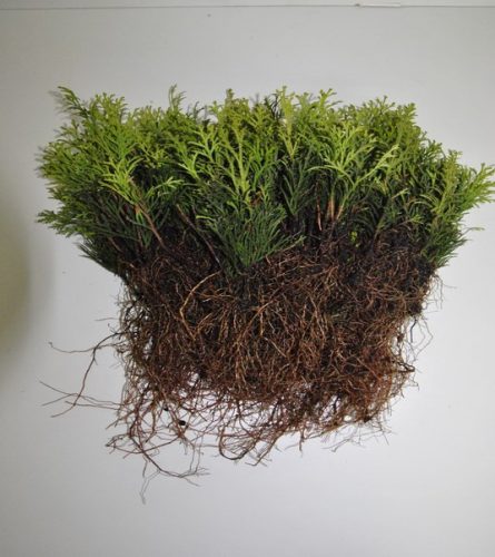 Smaragdni živoplot od smreke THUJA OCCIDENTALIS