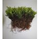 Smaragdni živoplot od smreke THUJA OCCIDENTALIS