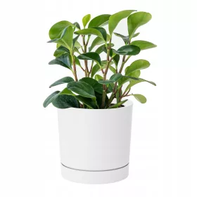    Prosperplast saksija 35 cm x 35 x 32 cm promjer 35 cm plastična bijela