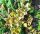 Mandrake Seeds (Mandragora Officinarum)