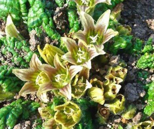 Mandrake Seeds (Mandragora Officinarum)