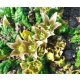 Mandrake Seeds (Mandragora Officinarum)