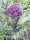 Ljubičasta Brokula Zimska Sorta Purple Sprouting