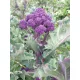 Ljubičasta Brokula Zimska Sorta Purple Sprouting