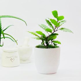 Sadnica Lovor u posudi od 0,5-1l