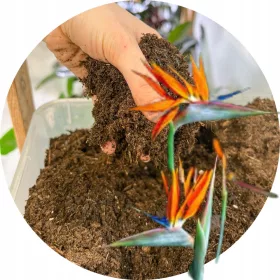   Vrtna zemlja - Zemlja za Strelitzia Premium Namjenski supstrat 13L