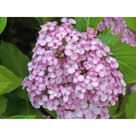   Rijetkost! Neobična, pastelna Hortenzija 'Ayesha' - Sadnica u Posudi 2-3l, 25-35 cm