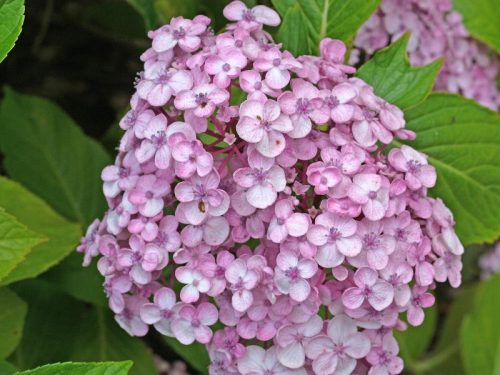 Rijetkost! Neobična, pastelna Hortenzija 'Ayesha' - Sadnica u Posudi 2-3l, 25-35 cm