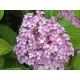 Rijetkost! Neobična, pastelna Hortenzija 'Ayesha' - Sadnica u Posudi 2-3l, 25-35 cm