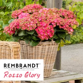 HIDRANGEJA VRTNA REMBRANDT "ROSSO GLORY"