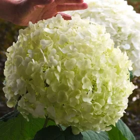   Hortenzija Drzewasta Strong Annabelle, sadnica XL u posudi 5l, 20-50cm